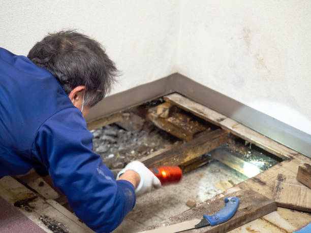 Best Post-Flood Mold Remediation in Venice, IL