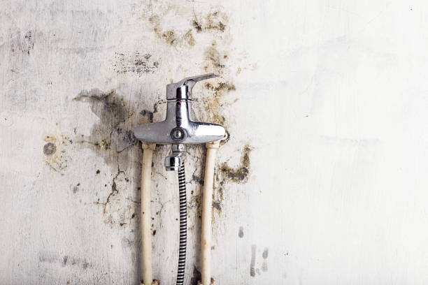 Best Commercial Mold Remediation in Venice, IL