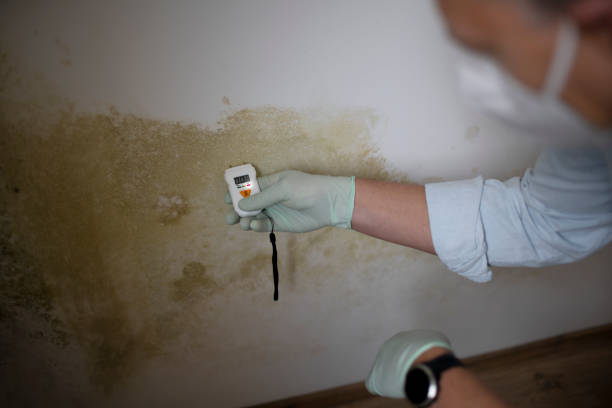 Best DIY Mold Remediation Support Services in Venice, IL