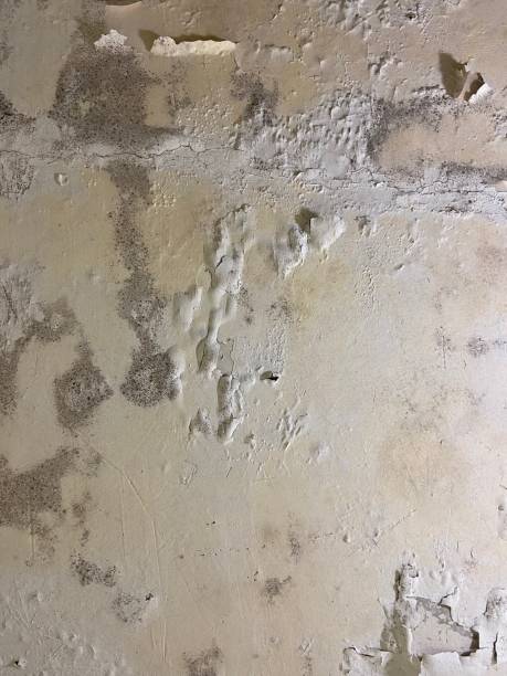 Best Basement Mold Remediation in Venice, IL