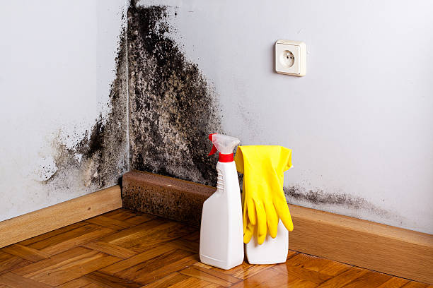 Best Crawl Space Mold Remediation in Venice, IL