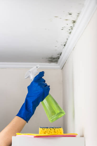 Best White Mold Remediation in Venice, IL