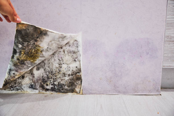 Reliable Venice, IL Mold Remediation Solutions